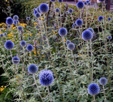 Echinops- Blue Globe Thistle x 10 bare rooted