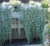 Dichondra Silver Falls x 10 bare rooted