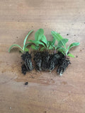 Echinops- Blue Globe Thistle x 10 bare rooted