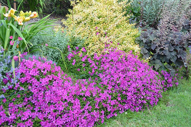spanish shawl plant hanging Heterocentron