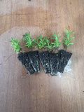 Lavender Bandera Pink x 10 bare rooted