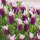 Lavender Bandera Pink x 10 bare rooted