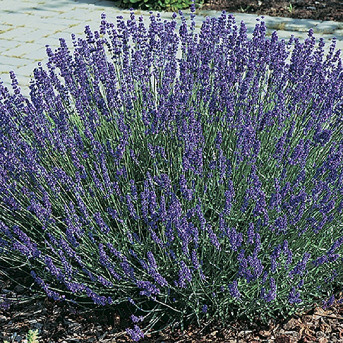 lavender plant in nepal Lavender Grosso x 50 – A4dibble Plants