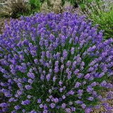 Lavender Hidcote x 10 bare rooted