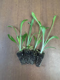 Scabiosa Fama Blue x 10 bare rooted