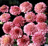 Scabiosa Salmon Queen