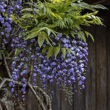Wisteria Black Dragon