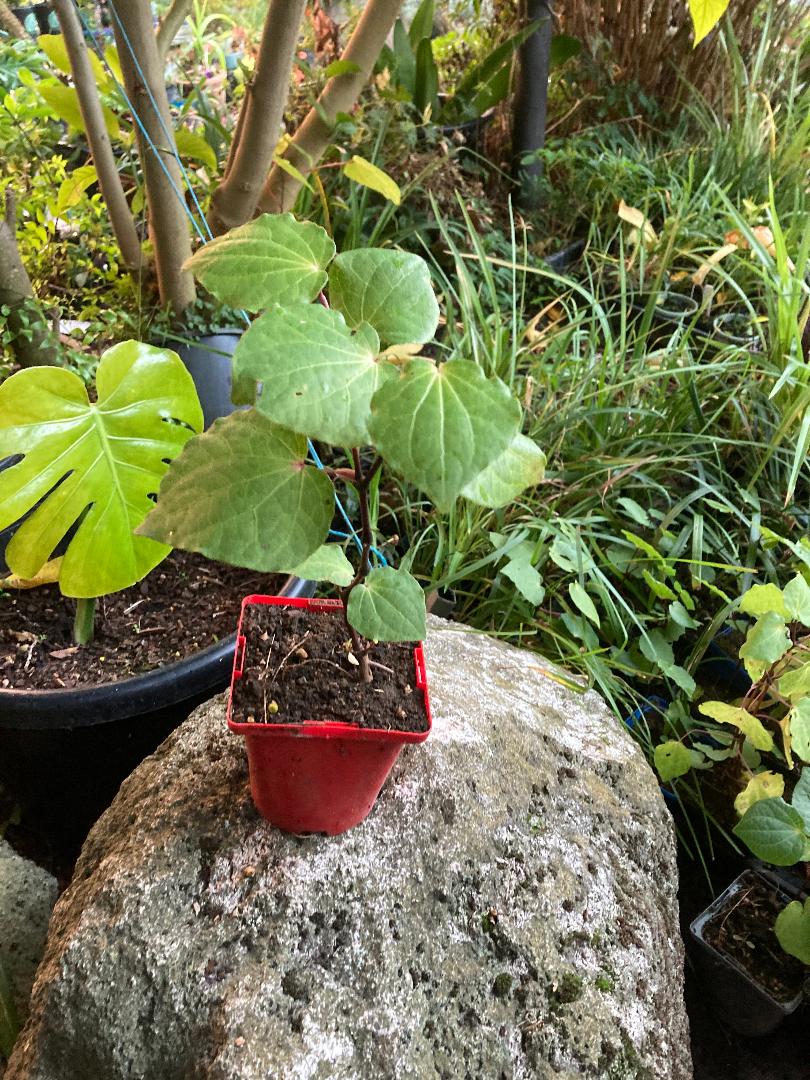 kawakawa indoor plant Macropiper Excelsum