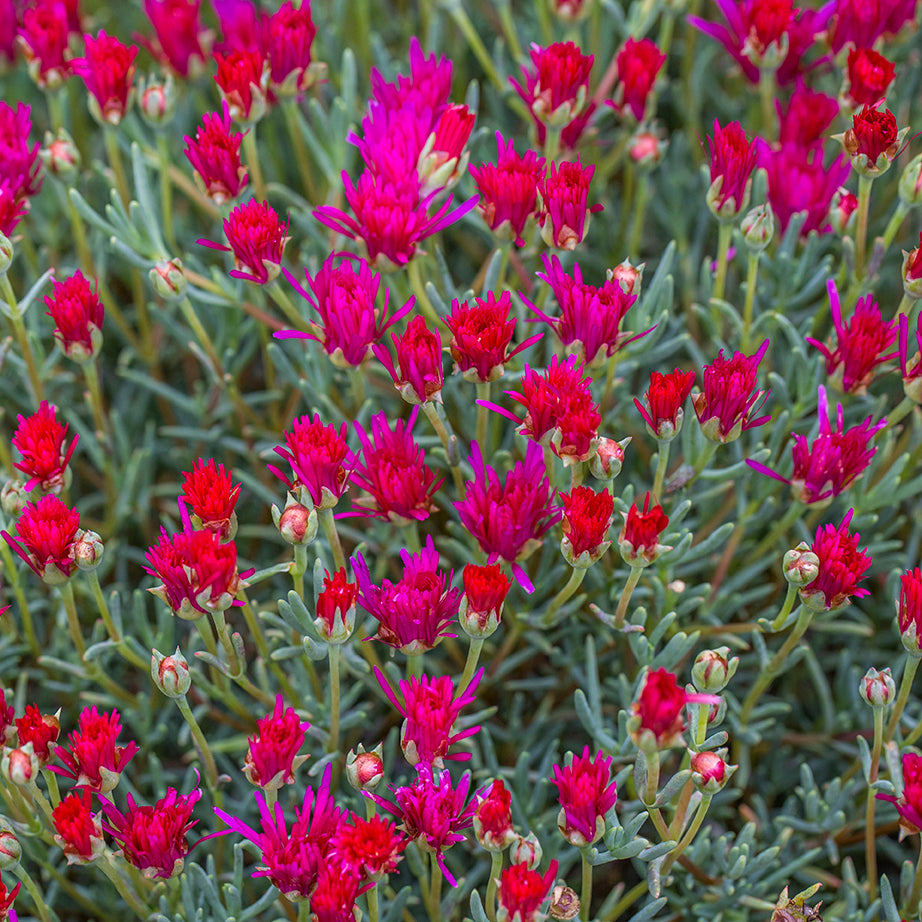 Mesembryanthemum