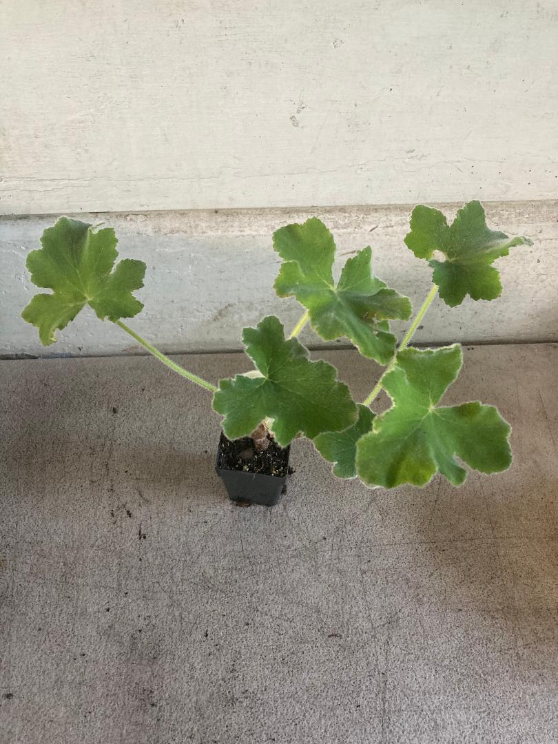 Geranium Peppermint Scented – A4dibble Plants