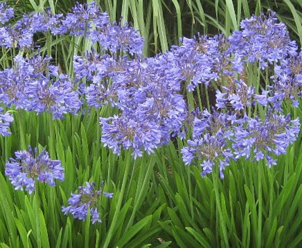 Agapanthus Finn Blue - dwarf