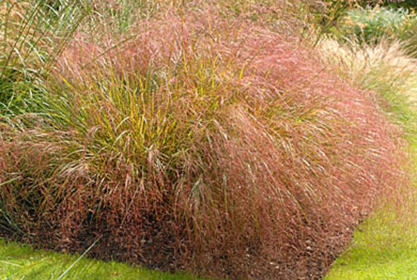 Anemanthele lessoniana
