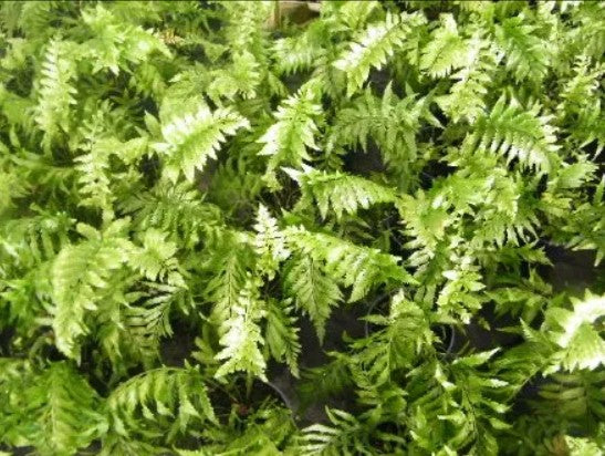 Asplenium Maori Princess