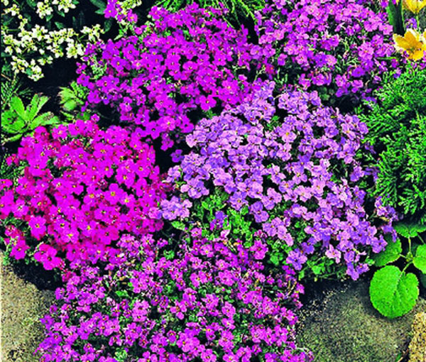 Aubretia Royal mix