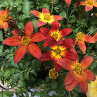 Bidens Fireburst