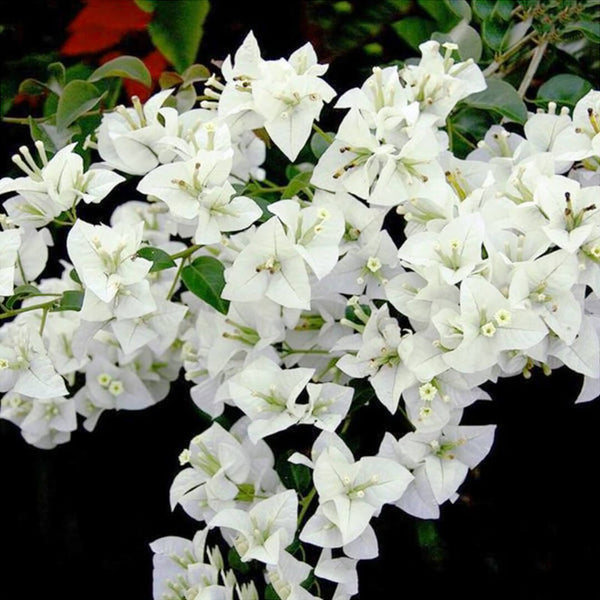 Bougainvillea Serenity White