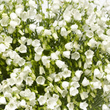 Campanula Alliariifolia. Swinging Bells x 10 bare rooted plants