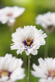 Catanache White - Cupids dart