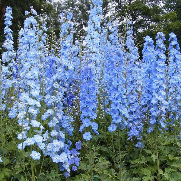 Delphinium Summer Skies