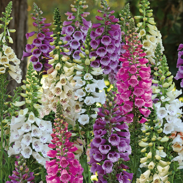 Digitalis Dalmation Mixed - Foxglove x 10 bare rooted
