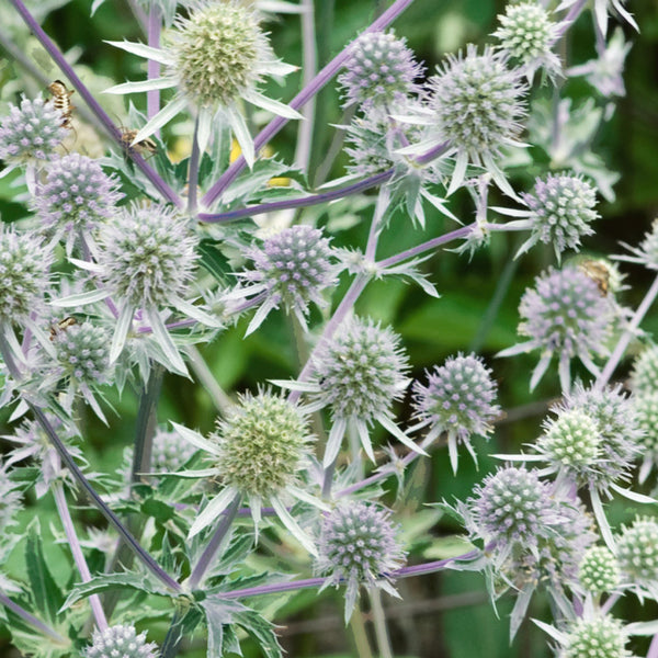 Eryngium Silver Salentino