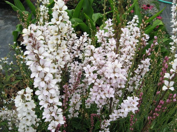 Francoa appendiculata 'White Bouquet