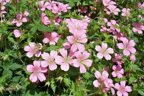 Geranium  Mavis Simpson - cranesbill
