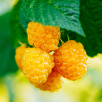 Raspberry - Golden