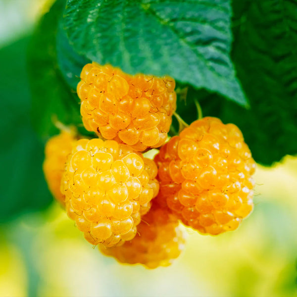 Raspberry - Golden