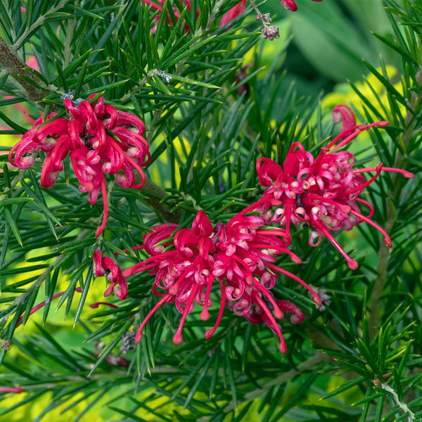 Grevillea Canberra Gem