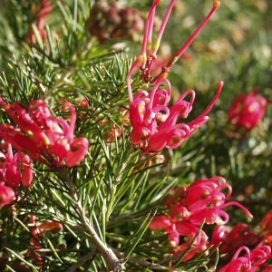 Grevillea scarlett sprite