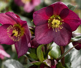 Hellebore Ice n Roses Merlot
