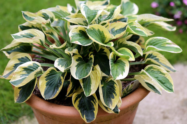 Hosta Brimcup
