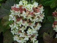 Hydrangea Quercifolia Snowflake