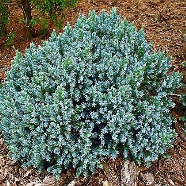 Juniperus Blue Star