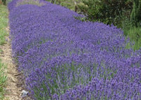 Lavender Blue Spear