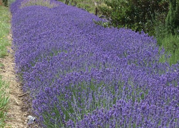 blue spear lavender plant Lavender Blue Spear – A4dibble Plants