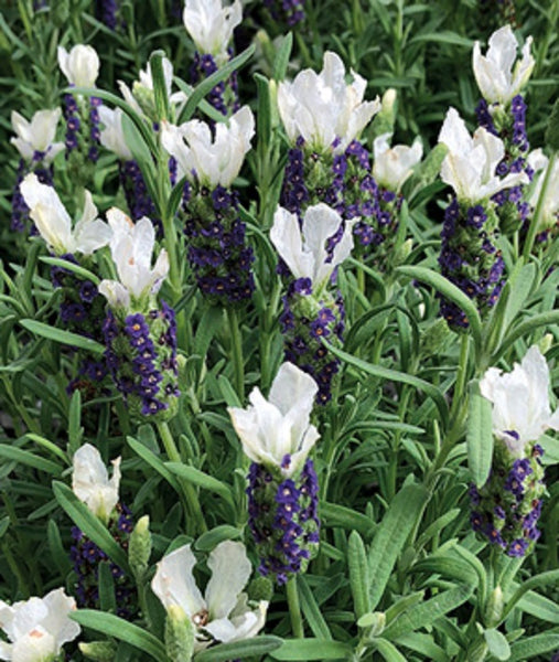 Lavender Castelliano x 10 bare rooted plants