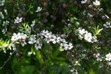 Leptospermum scoparium - Manuka x 10 bare rooted plants