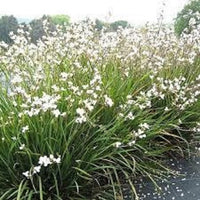 Libertia Formosa