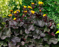 Ligularia Midnight Lady