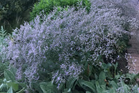 Limonium Latifolium Blue - Statice