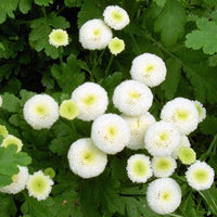 Matricaria Baya White x 10 bare rooted