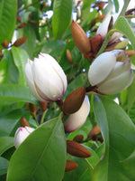 Michelia Bubbles