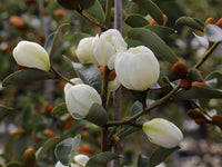 Michelia Gracipies (x50)