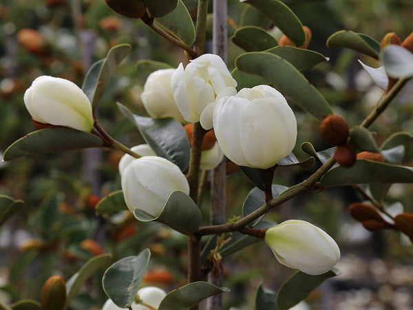 Michelia Gracipies (x50)