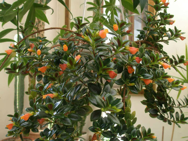 Nematanthus Black Gold - Goldfish plant