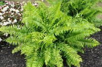 Nephrolepis Biserrata Macho