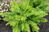 Nephrolepis Biserrata Macho