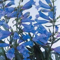 Penstemon Electric Blue x 10 bare rooted